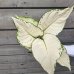 Aglaonema (Aglaonéma) ´WHITE JOY´- kont. C1L, výška 20-25 cm